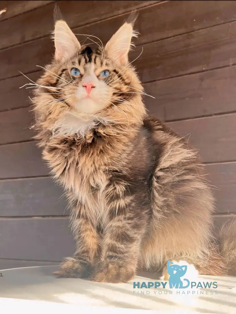 Ferdenant Maine Coon male red ticked tabby with white live animals