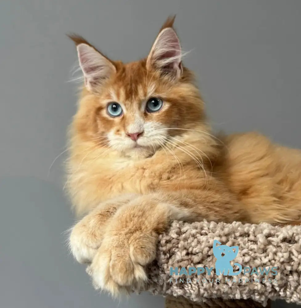 Ferdenant Maine Coon male red ticked tabby with white live animals
