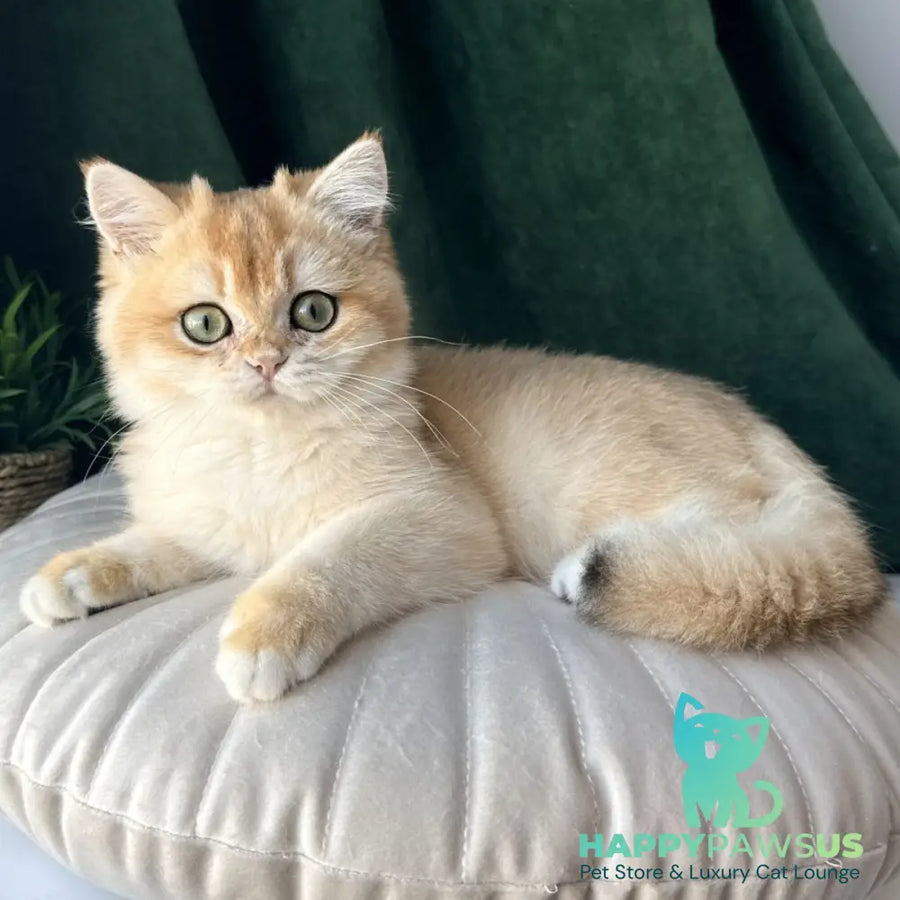 Ferdinand British Shorthair male black golden chinchilla - live animals