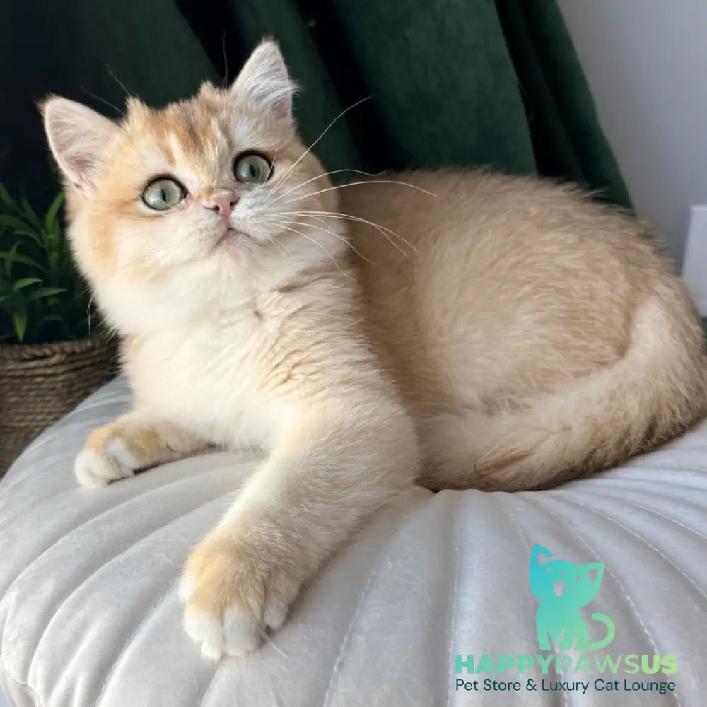 Ferdinand British Shorthair male black golden chinchilla - live animals