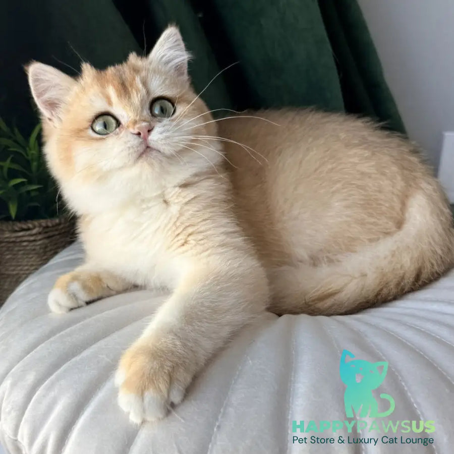 Ferdinand British Shorthair male black golden chinchilla - live animals