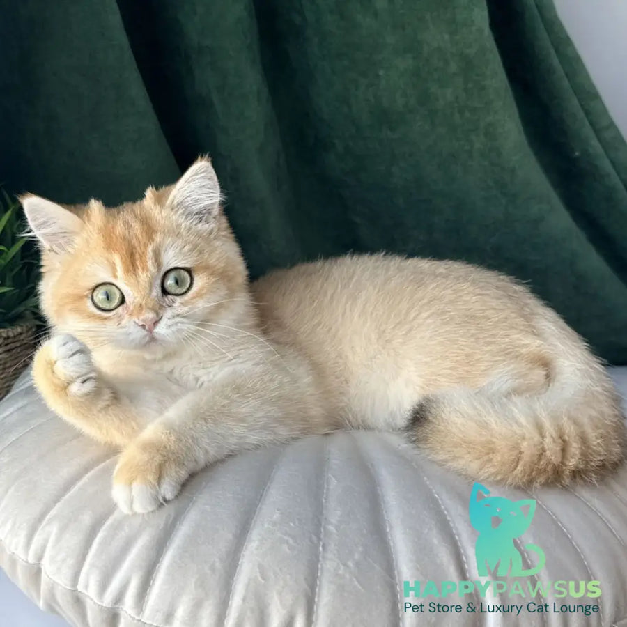 Ferdinand British Shorthair male black golden chinchilla - live animals