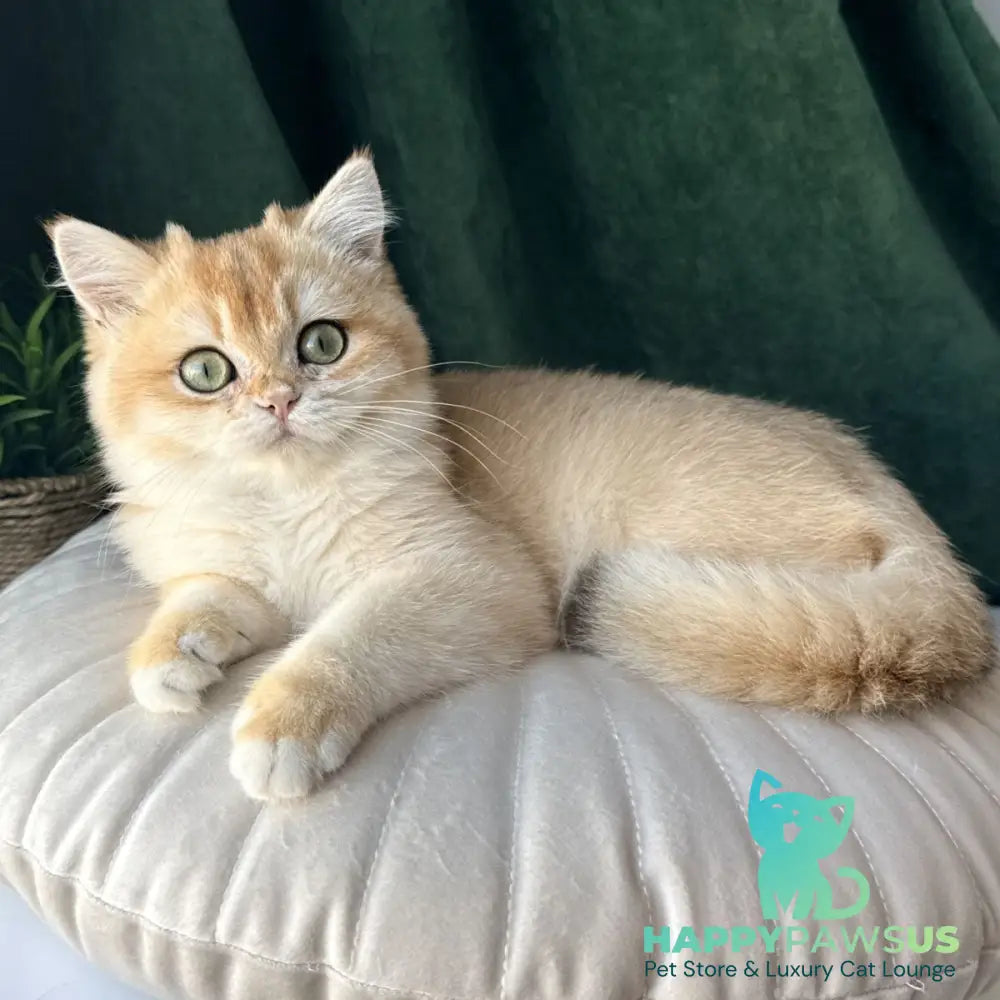 Ferdinand British Shorthair male black golden chinchilla - live animals