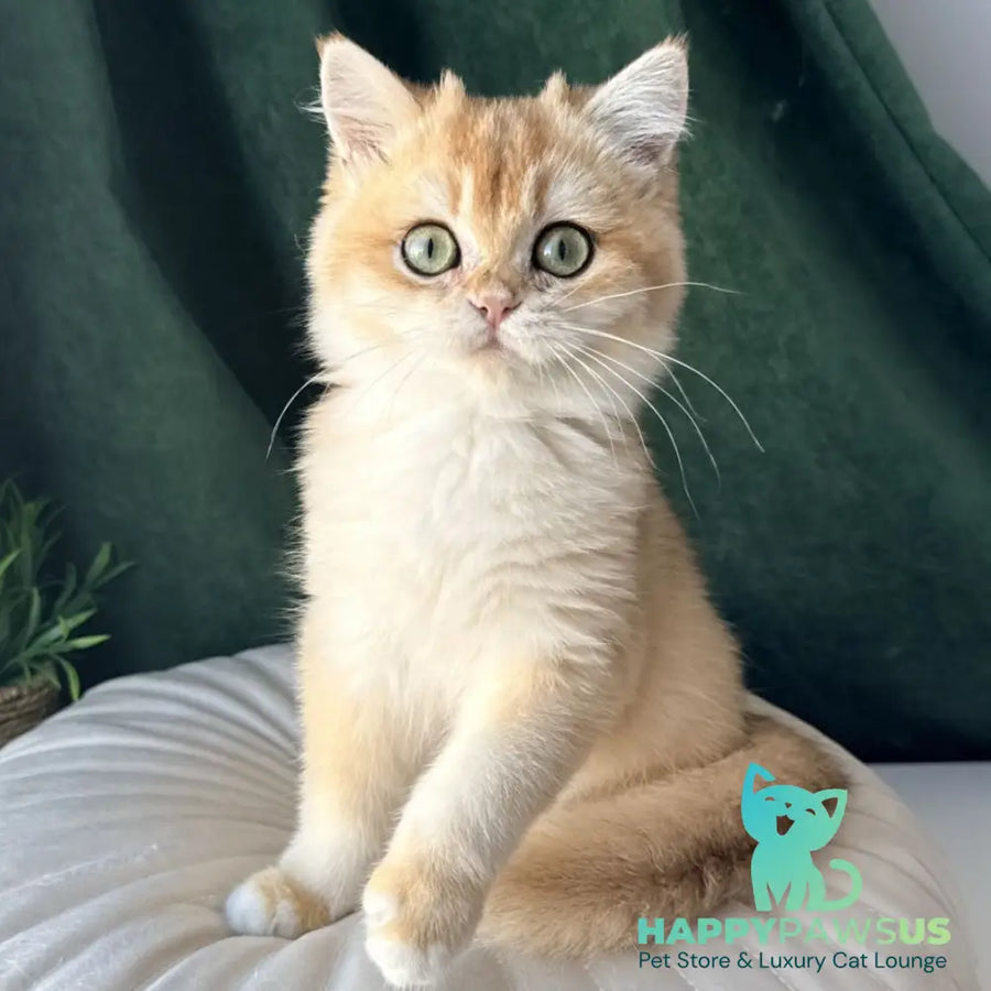 Ferdinand British Shorthair male black golden chinchilla - live animals