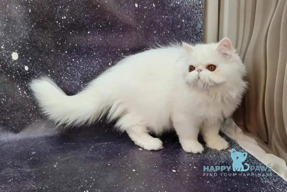 Ferdinanda Persian female white live animals