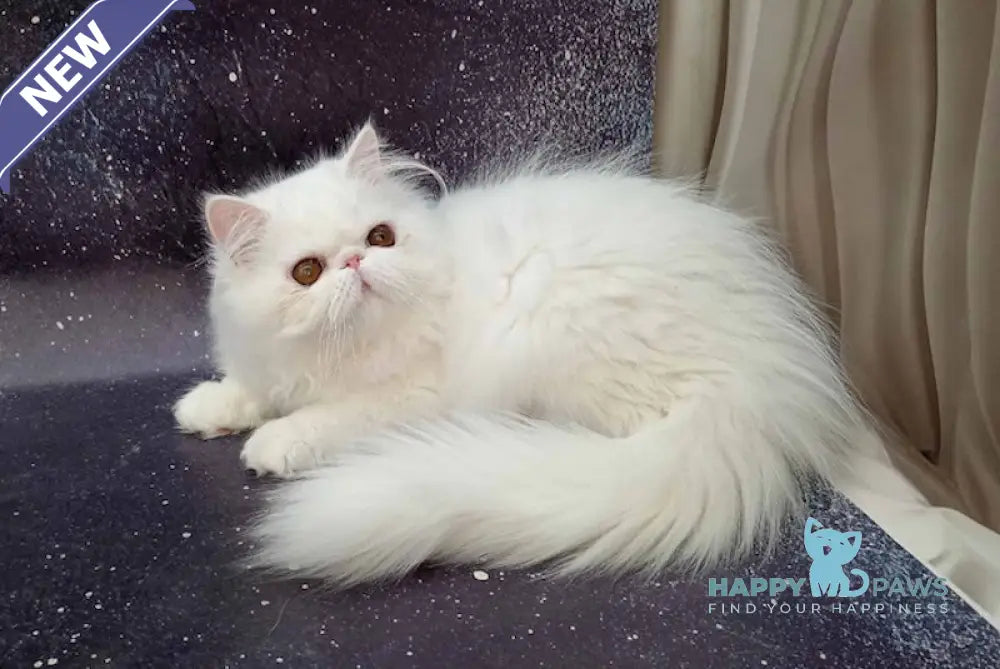 Ferdinanda Persian female white live animals