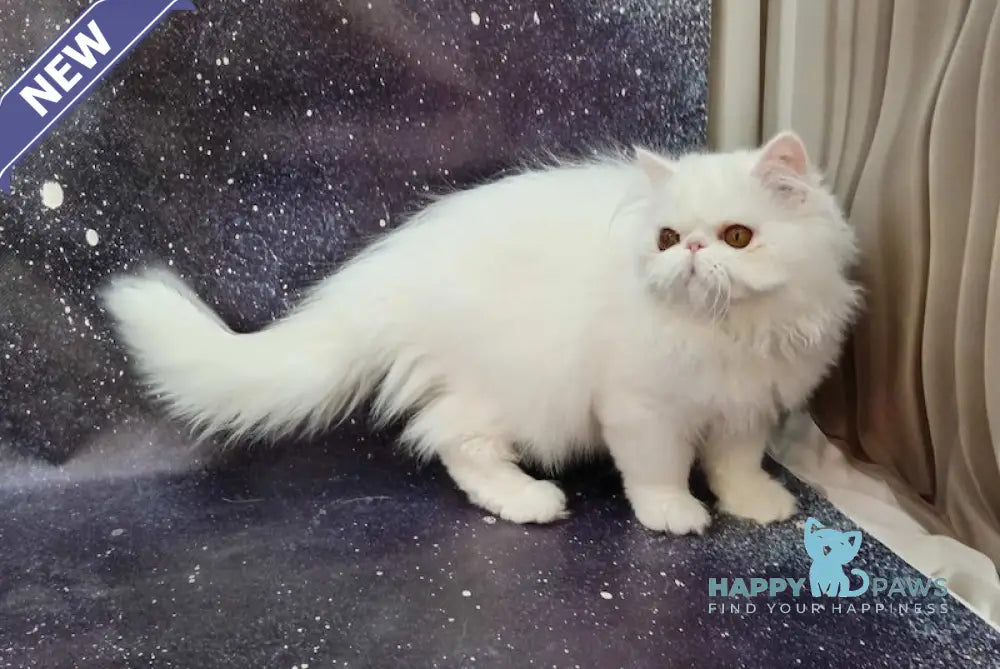 Ferdinanda Persian female white live animals