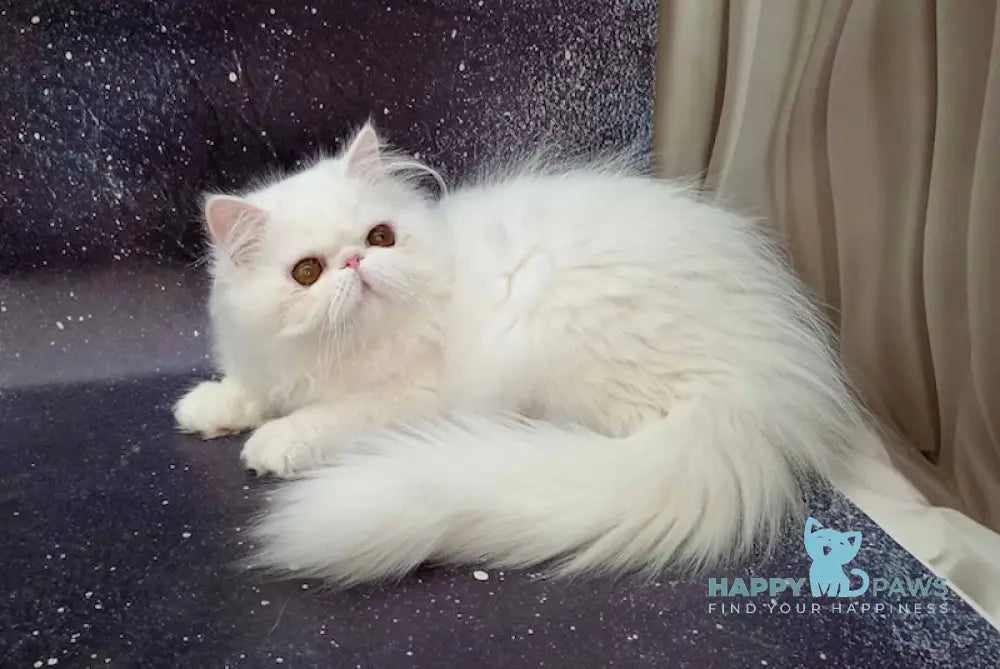 Ferdinanda Persian female white live animals