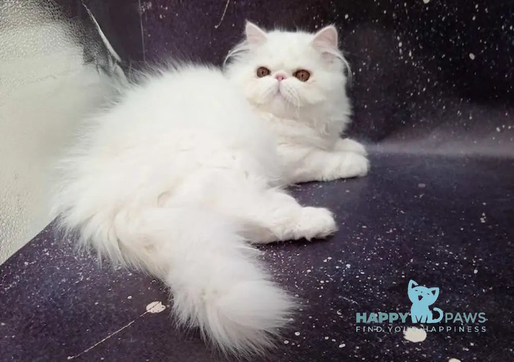 Ferdinanda Persian female white live animals
