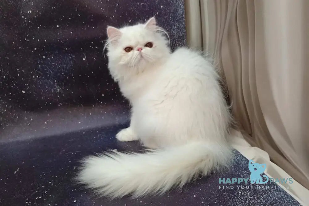 Ferdinanda Persian female white live animals