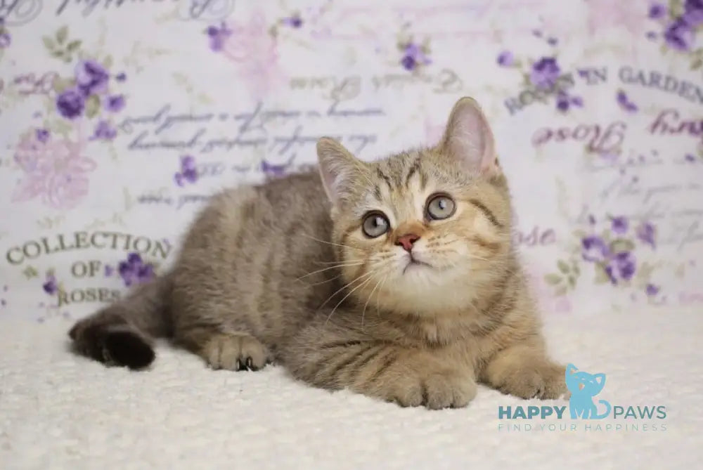 Ferdy British Shorthair male chocolate golden spotted tabby live animals