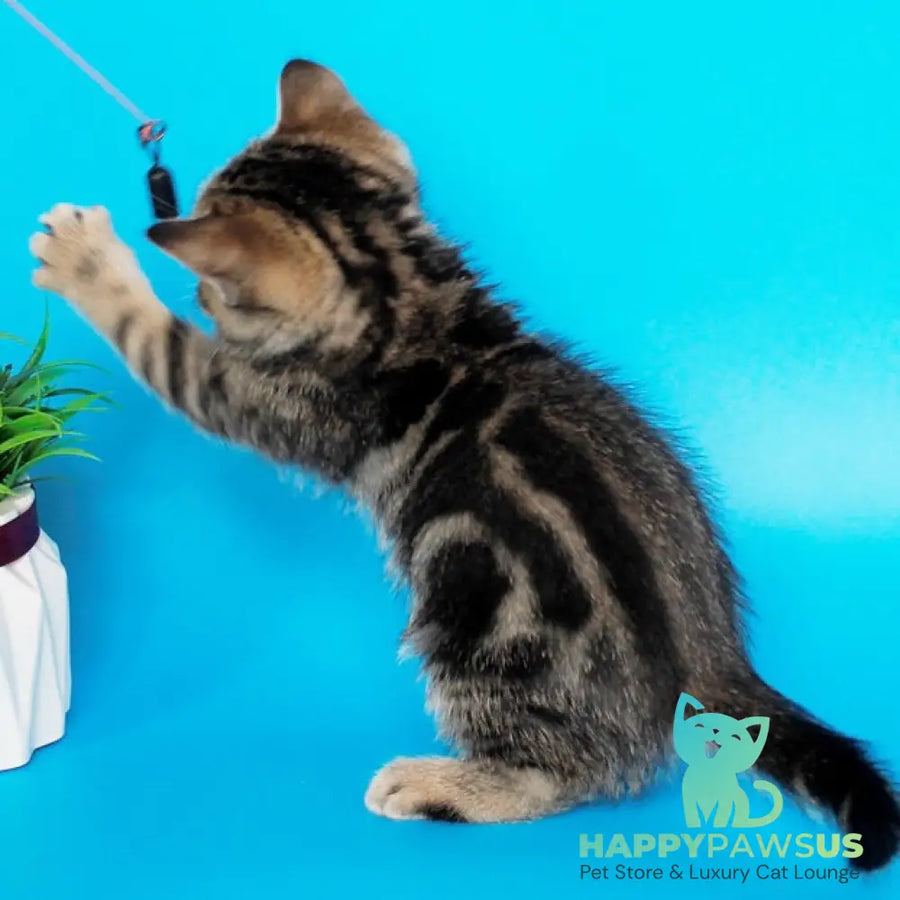 Feride British Shorthair female black tabby - live animals