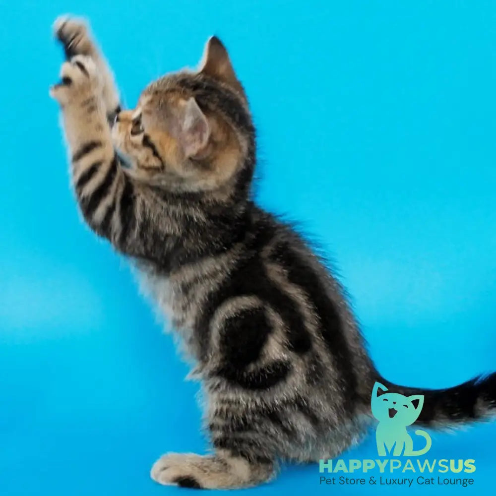 Feride British Shorthair female black tabby - live animals