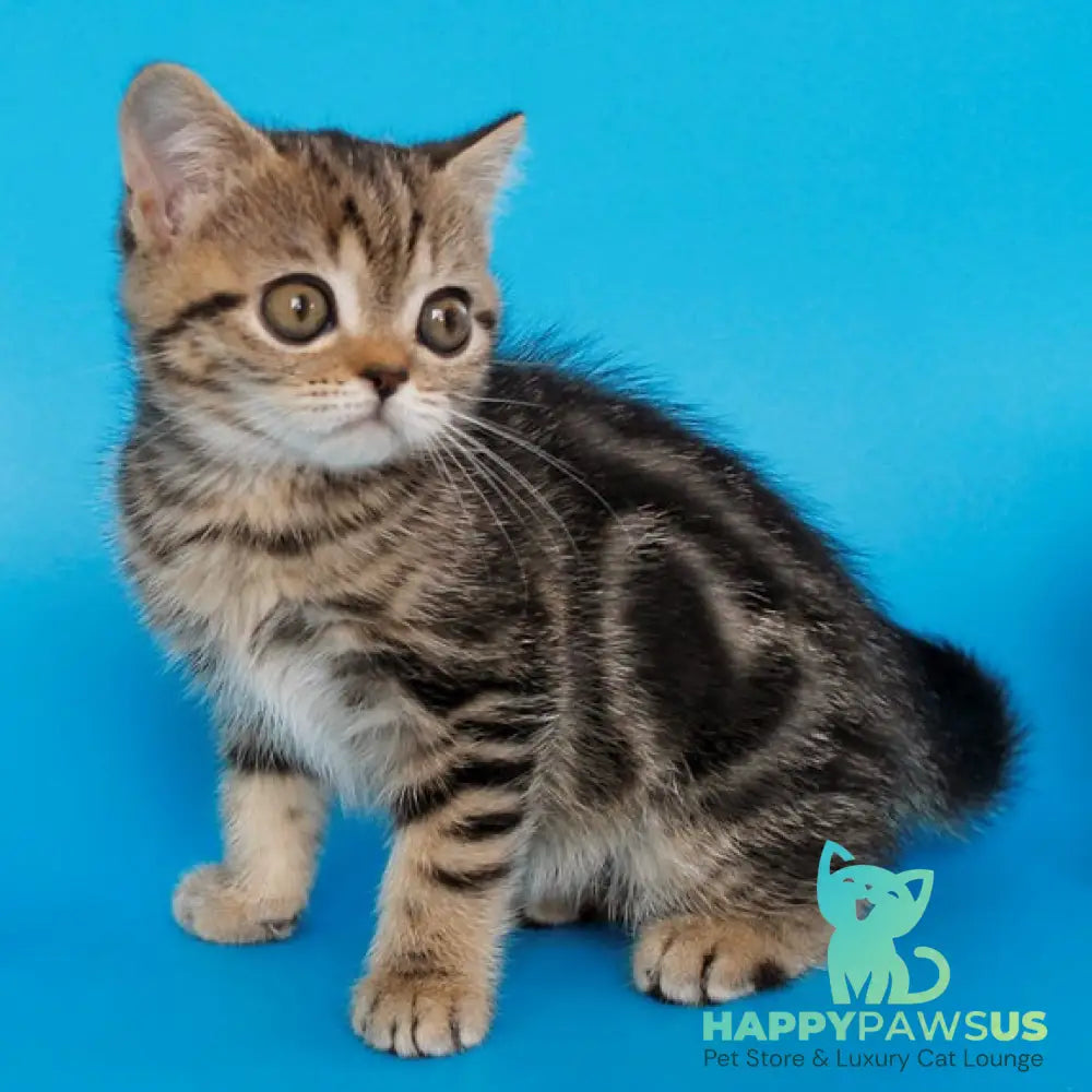 Feride British Shorthair female black tabby - live animals