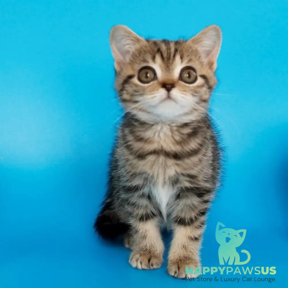 Feride British Shorthair female black tabby - live animals