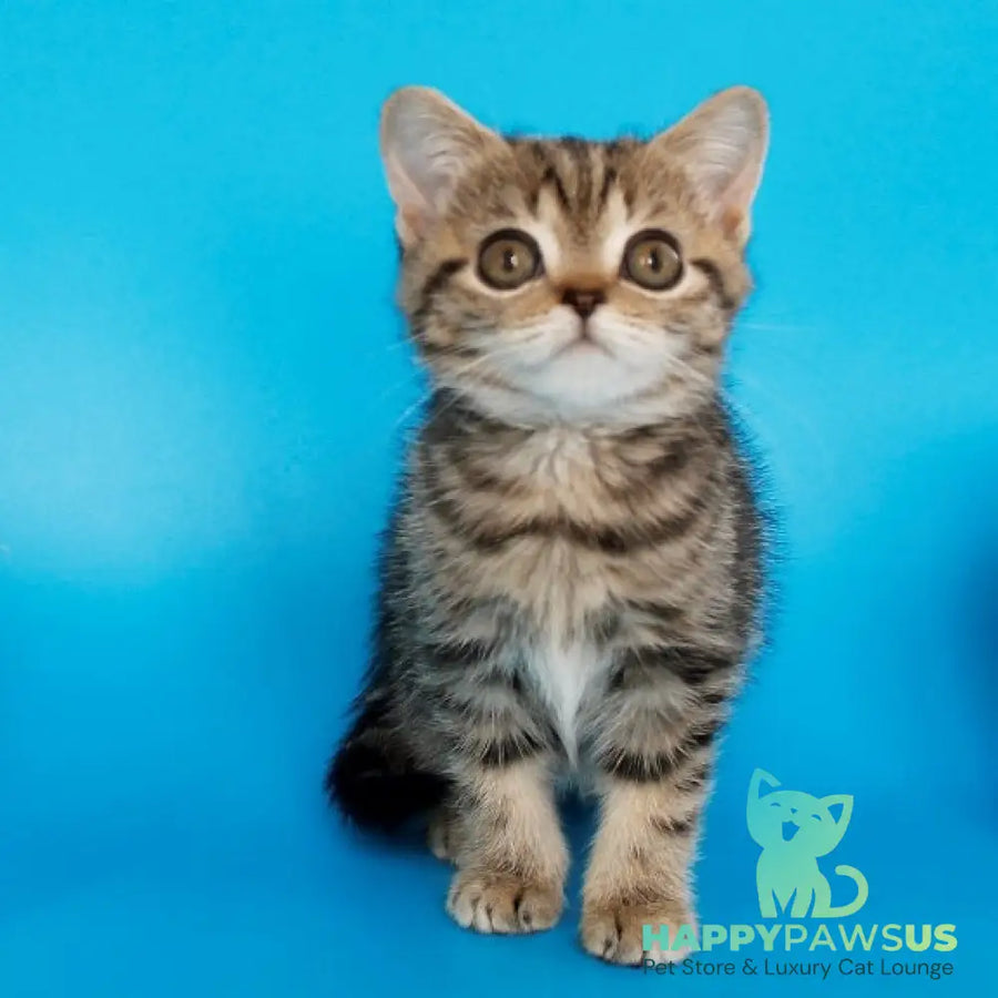 Feride British Shorthair female black tabby - live animals