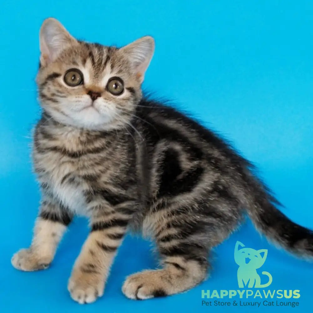 Feride British Shorthair female black tabby - live animals
