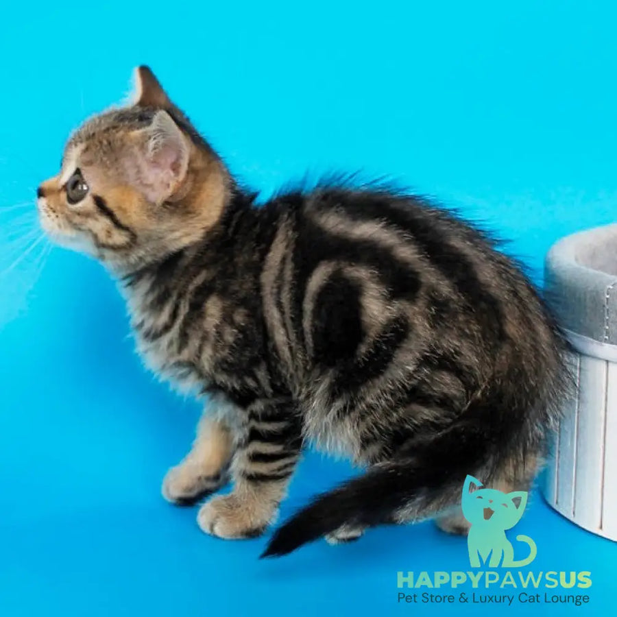 Feride British Shorthair female black tabby - live animals
