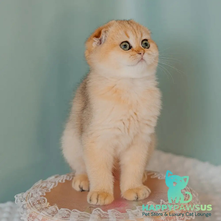 Feride Scottish Fold female black golden shaded