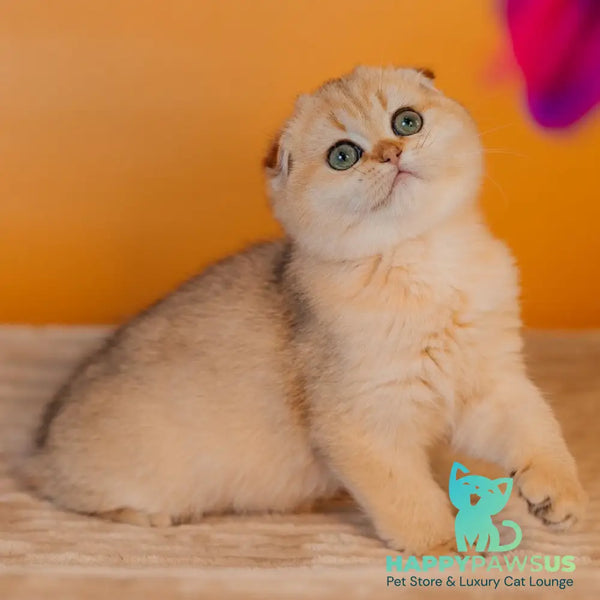 Feride Scottish Fold female black golden shaded