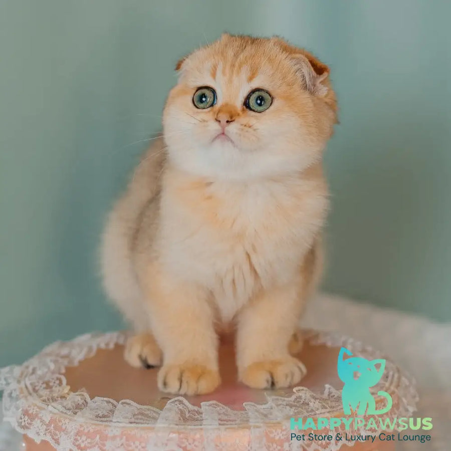 Feride Scottish Fold female black golden shaded