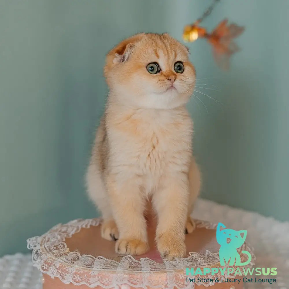 Feride Scottish Fold female black golden shaded
