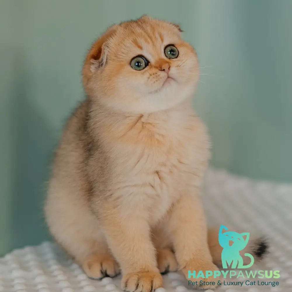 Feride Scottish Fold female black golden shaded