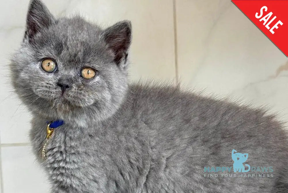 Ferrari British Shorthair male blue - live animals