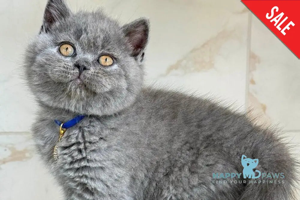 Ferrari British Shorthair male blue - live animals