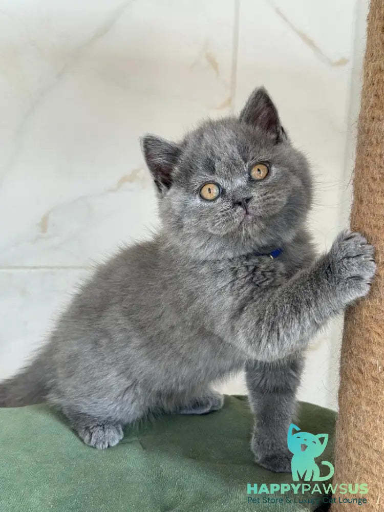 Ferrari British Shorthair male blue - live animals