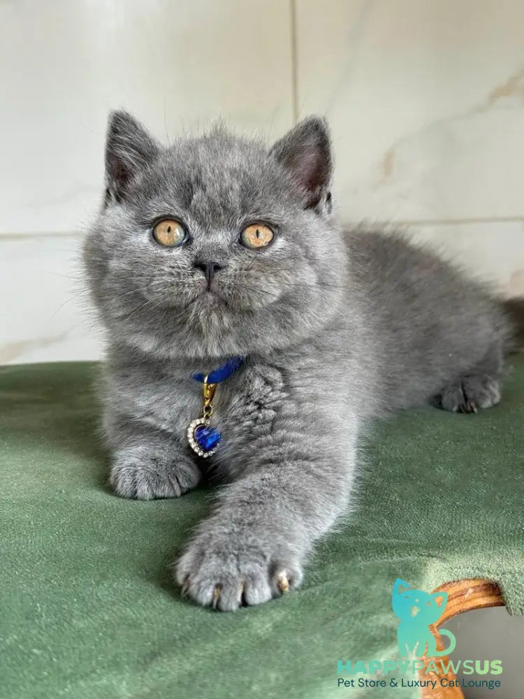 Ferrari British Shorthair male blue - live animals