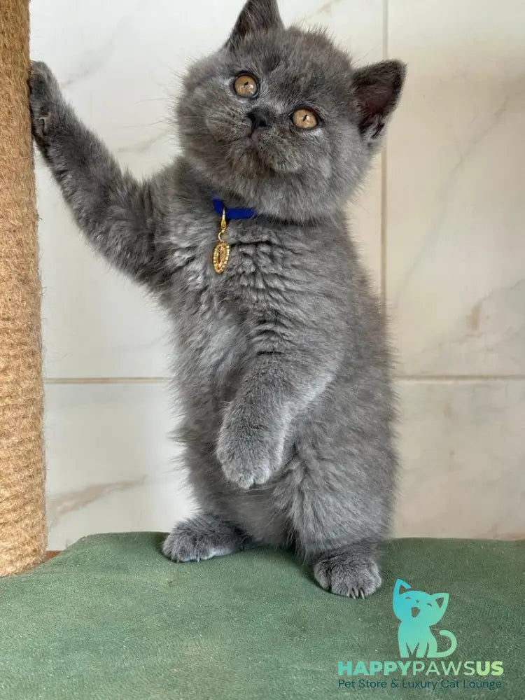 Ferrari British Shorthair male blue - live animals