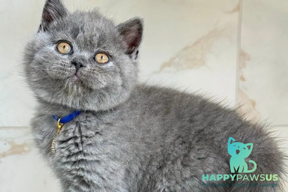 Ferrari British Shorthair male blue - live animals