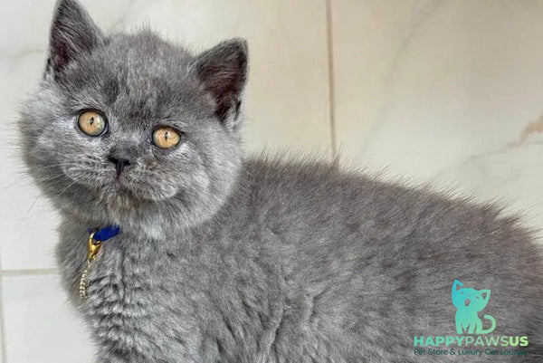 Ferrari British Shorthair male blue - live animals