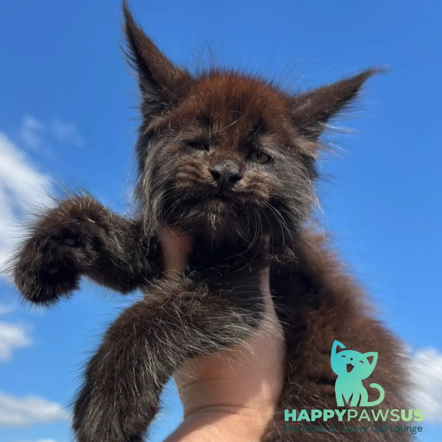 Ferrari Maine Coon male black