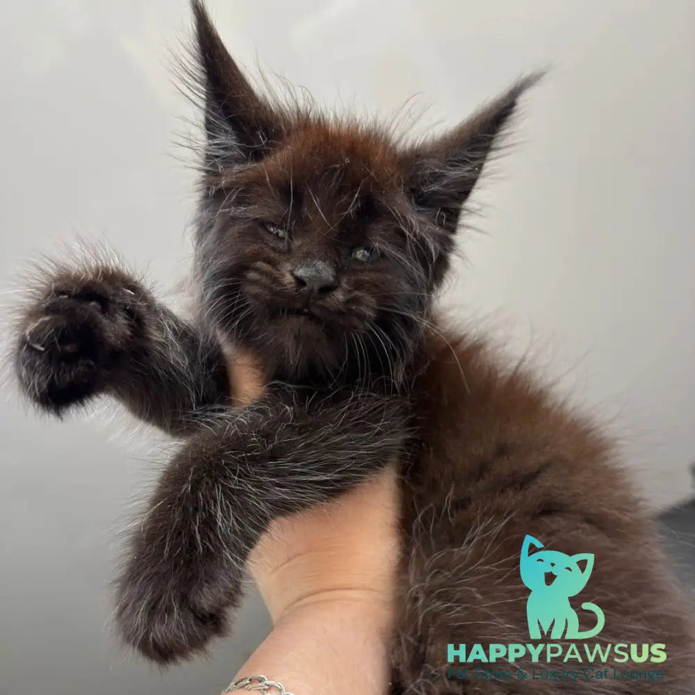 Ferrari Maine Coon male black