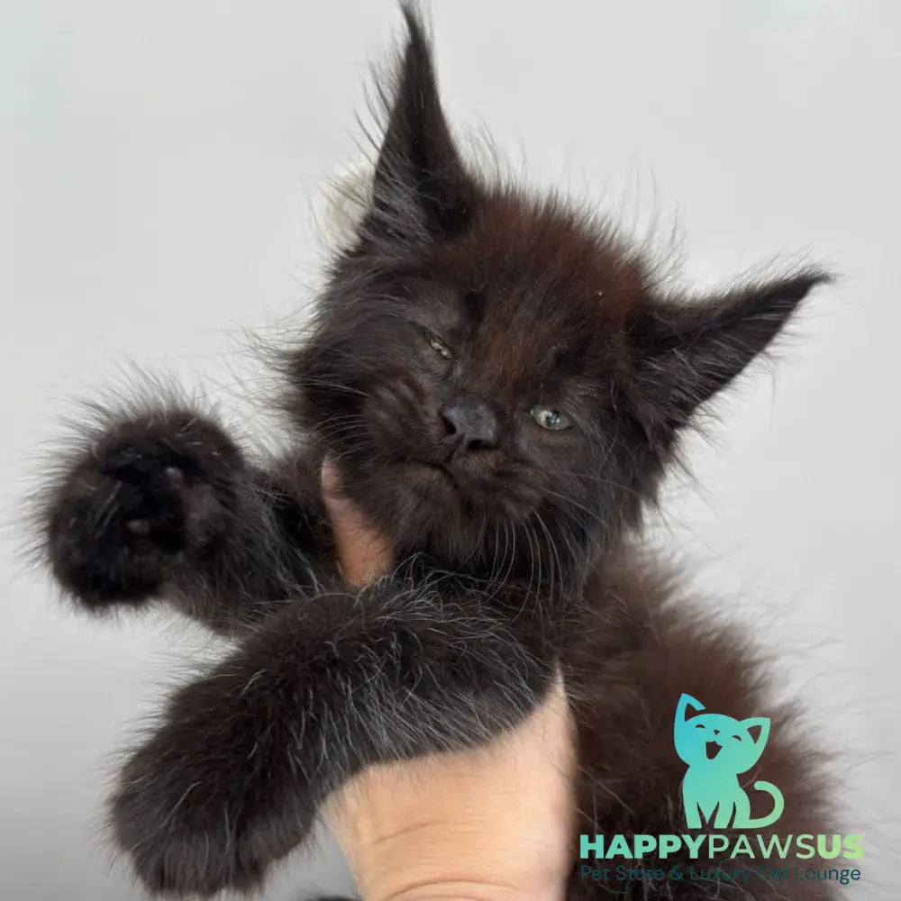 Ferrari Maine Coon male black