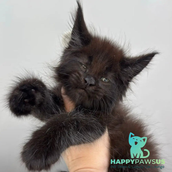 Ferrari Maine Coon male black