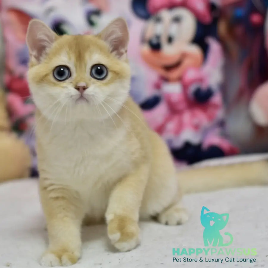 Ferrero British Shorthair male black golden shaded - live animals