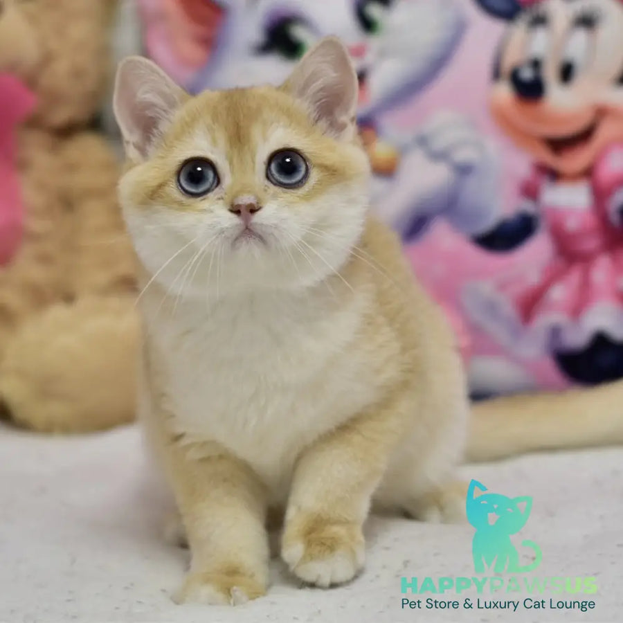 Ferrero British Shorthair male black golden shaded - live animals
