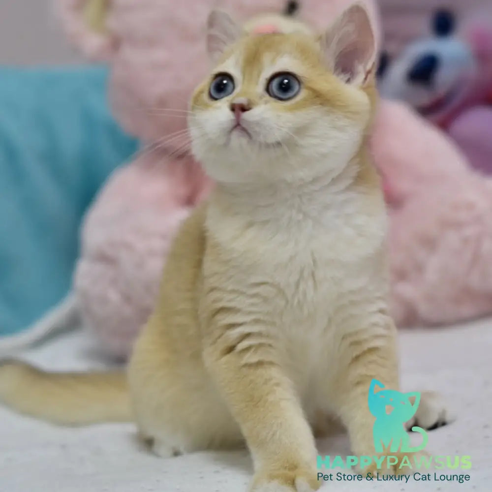 Ferrero British Shorthair male black golden shaded - live animals