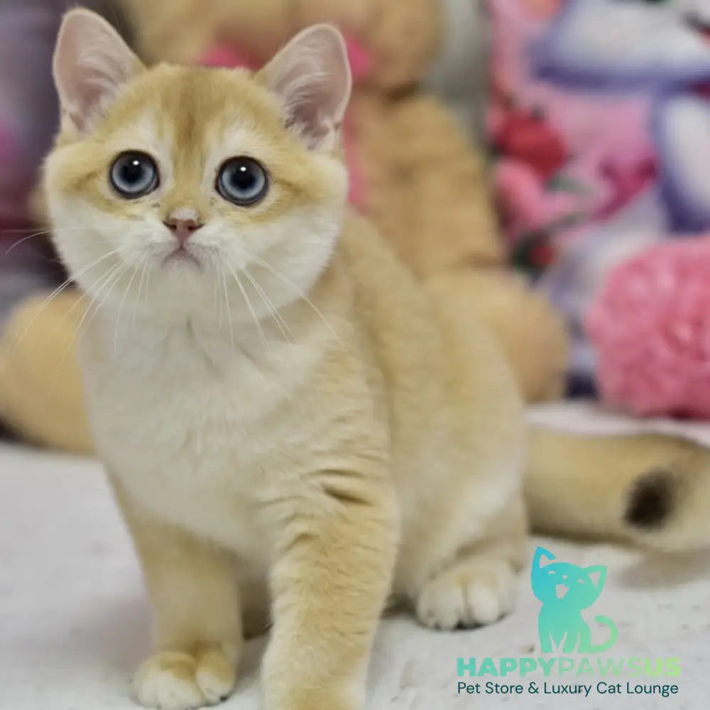 Ferrero British Shorthair male black golden shaded - live animals