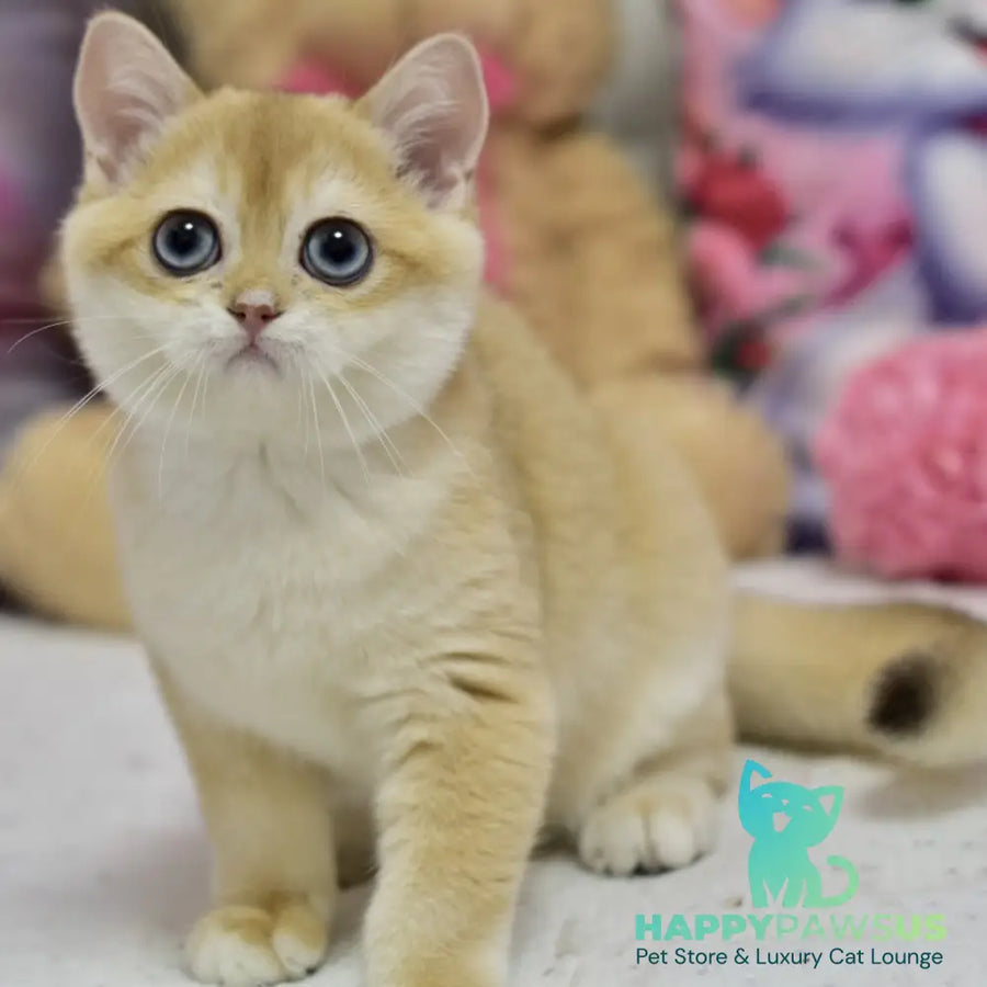 Ferrero British Shorthair male black golden shaded - live animals