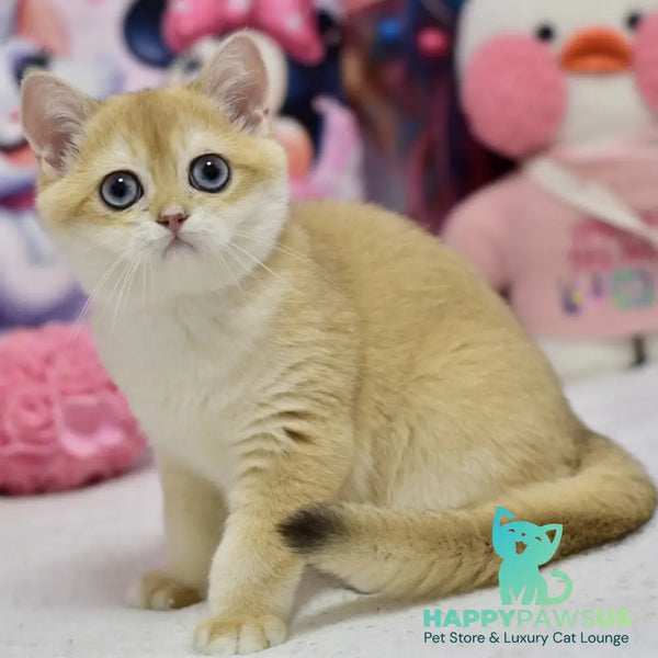Ferrero British Shorthair male black golden shaded - live animals