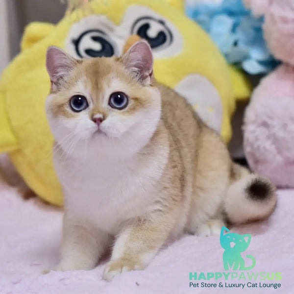 Ferrero British Shorthair male black golden shaded - live animals