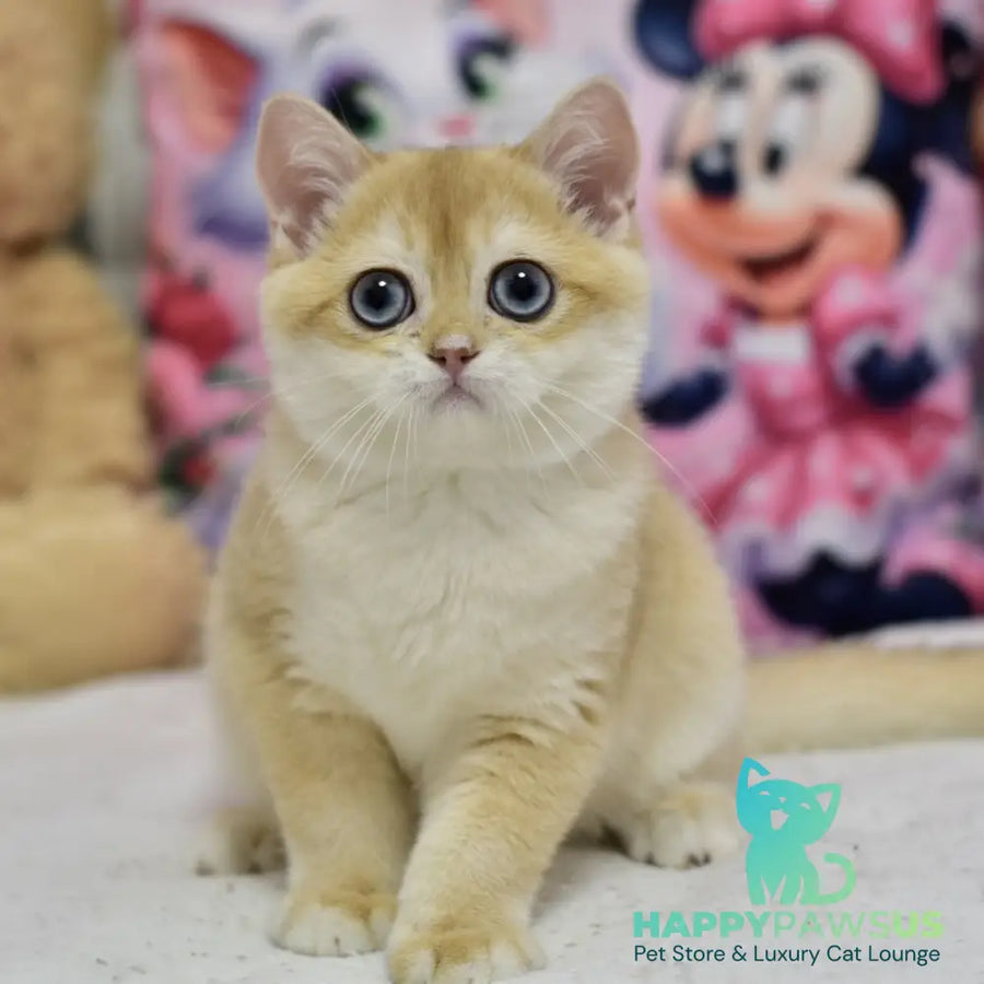 Ferrero British Shorthair male black golden shaded - live animals
