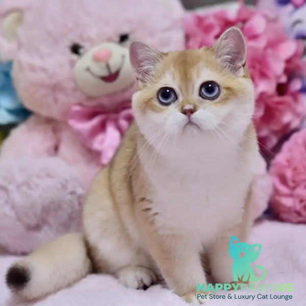 Ferrero British Shorthair male black golden shaded - live animals
