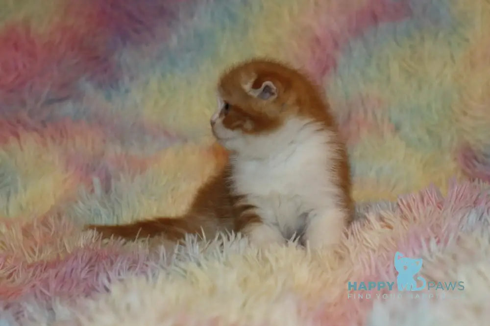 Ferrero Rocher Scottish Fold male red tabby bicolour live animals