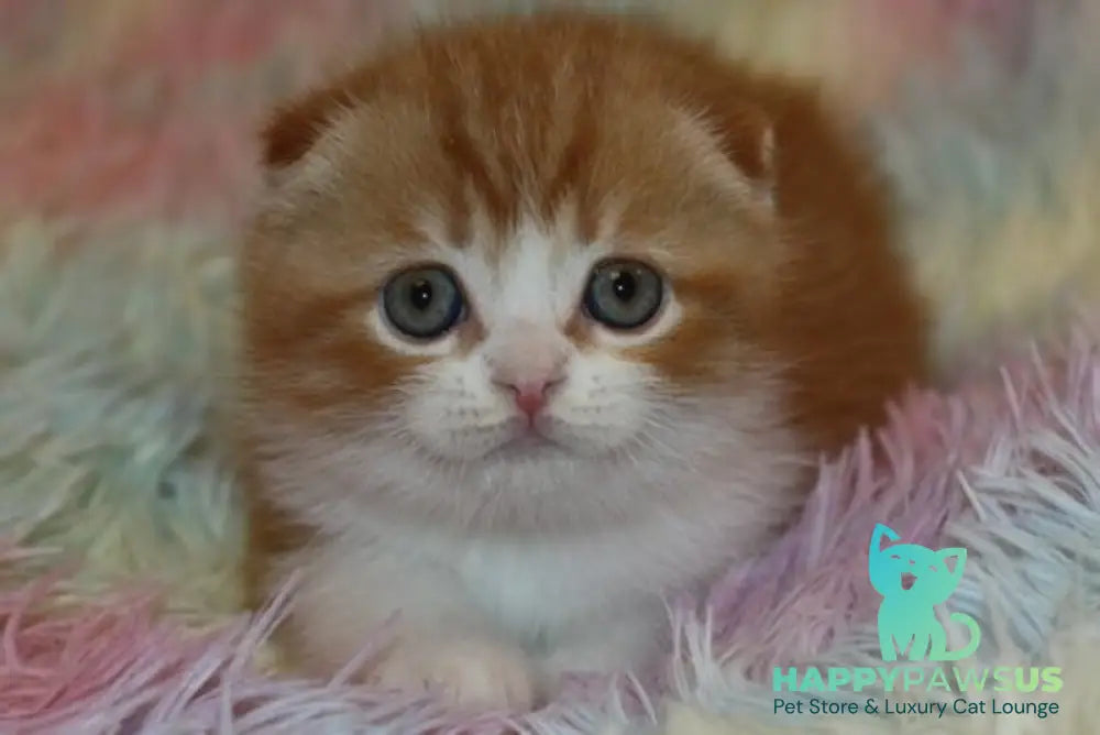 Ferrero Rocher Scottish Fold male red tabby bicolour live animals