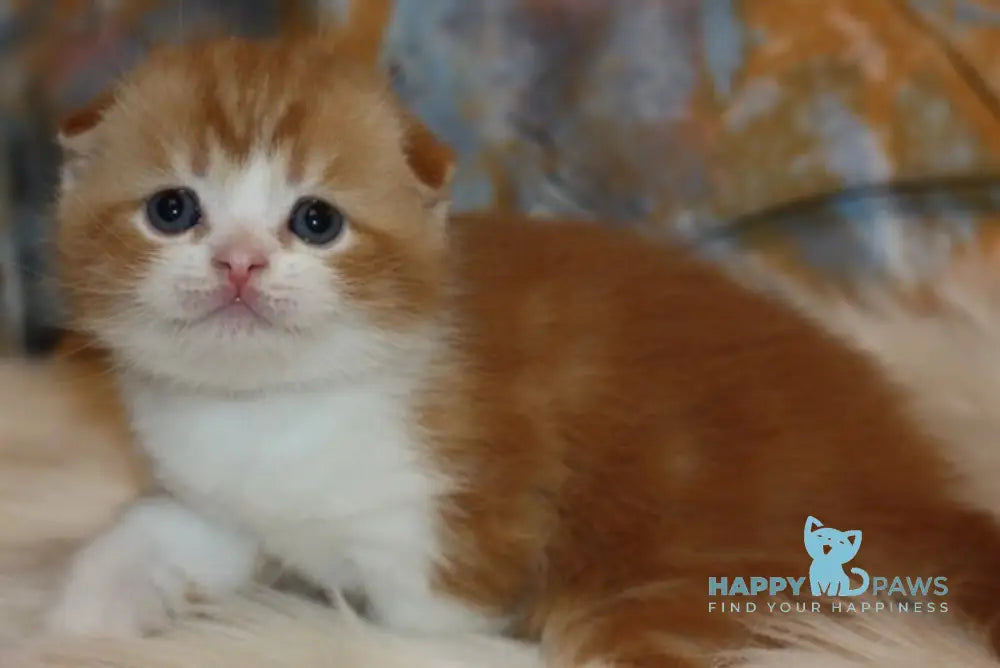 Ferrero Rocher Scottish Fold male red tabby bicolour live animals
